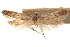  (Hypatopa sp. 8 - CCDB-29479-E01)  @11 [ ] CreativeCommons - Attribution (2018) CBG Photography Group Centre for Biodiversity Genomics