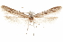  (Hypatopa sp. 9 - CCDB-29479-E03)  @11 [ ] CreativeCommons - Attribution (2018) CBG Photography Group Centre for Biodiversity Genomics