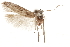  (Hypatopa sp. HY - CCDB-29479-E05)  @11 [ ] CreativeCommons - Attribution (2018) CBG Photography Group Centre for Biodiversity Genomics