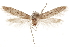  (Hypatopa sp. HY - CCDB-29479-E06)  @11 [ ] CreativeCommons - Attribution (2018) CBG Photography Group Centre for Biodiversity Genomics
