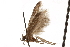 (Hypatopa sp. 9A - CCDB-29479-E07)  @11 [ ] CreativeCommons - Attribution (2018) CBG Photography Group Centre for Biodiversity Genomics