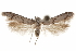 ( - CCDB-29479-E09)  @11 [ ] CreativeCommons - Attribution (2018) CBG Photography Group Centre for Biodiversity Genomics