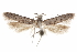  (Hypatopa sp. 10 - CCDB-29479-E10)  @11 [ ] CreativeCommons - Attribution (2018) CBG Photography Group Centre for Biodiversity Genomics