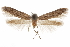  (Hypatopa sp. 11 - CCDB-29479-E12)  @11 [ ] CreativeCommons - Attribution (2018) CBG Photography Group Centre for Biodiversity Genomics