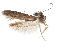  (Hypatopa sp. 12 - CCDB-29479-F01)  @11 [ ] CreativeCommons - Attribution (2018) CBG Photography Group Centre for Biodiversity Genomics
