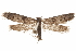  (Hypatopa sp. 13 - CCDB-29479-F02)  @13 [ ] CreativeCommons - Attribution (2018) CBG Photography Group Centre for Biodiversity Genomics