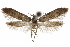  (Hypatopa sp. 14 - CCDB-29479-F04)  @11 [ ] CreativeCommons - Attribution (2018) CBG Photography Group Centre for Biodiversity Genomics