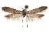  (Hypatopa 81086 - CCDB-29479-F06)  @11 [ ] CreativeCommons - Attribution (2018) CBG Photography Group Centre for Biodiversity Genomics