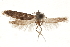  (Hypatopa 81087 - CCDB-29479-F07)  @11 [ ] CreativeCommons - Attribution (2018) CBG Photography Group Centre for Biodiversity Genomics