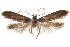  (Hypatopa sp. 14A - CCDB-29479-F08)  @11 [ ] CreativeCommons - Attribution (2018) CBG Photography Group Centre for Biodiversity Genomics