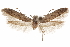  ( - CCDB-29479-F11)  @11 [ ] CreativeCommons - Attribution (2018) CBG Photography Group Centre for Biodiversity Genomics