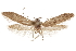  (Hypatopa sp. 15 - CCDB-29479-F12)  @11 [ ] CreativeCommons - Attribution (2018) CBG Photography Group Centre for Biodiversity Genomics