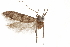  (Hypatopa sp. 17 - CCDB-29479-G04)  @11 [ ] CreativeCommons - Attribution (2018) CBG Photography Group Centre for Biodiversity Genomics