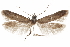  (Hypatopa sp. 18 - CCDB-29479-G05)  @11 [ ] CreativeCommons - Attribution (2018) CBG Photography Group Centre for Biodiversity Genomics