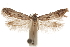 (Hypatopa B23A - CCDB-29479-G07)  @11 [ ] CreativeCommons - Attribution (2018) CBG Photography Group Centre for Biodiversity Genomics