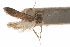  (Hypatopa 80861 - CCDB-29479-G11)  @11 [ ] CreativeCommons - Attribution (2018) CBG Photography Group Centre for Biodiversity Genomics