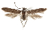  (Hypatopa B01 - CCDB-29479-H01)  @11 [ ] CreativeCommons - Attribution (2018) CBG Photography Group Centre for Biodiversity Genomics
