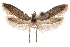  (Hypatopa sp. 20 - CCDB-29479-H04)  @11 [ ] CreativeCommons - Attribution (2018) CBG Photography Group Centre for Biodiversity Genomics
