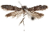  (Hypatopa sp. 21 - CCDB-29479-H05)  @11 [ ] CreativeCommons - Attribution (2018) CBG Photography Group Centre for Biodiversity Genomics