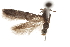  (Hypatopa sp. 22 - CCDB-29479-H07)  @11 [ ] CreativeCommons - Attribution (2018) CBG Photography Group Centre for Biodiversity Genomics