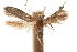  (Hypatopa sp. 22 - CCDB-29479-H08)  @11 [ ] CreativeCommons - Attribution (2018) CBG Photography Group Centre for Biodiversity Genomics