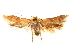  ( - CCDB-29480-A01)  @11 [ ] CreativeCommons - Attribution (2017) CBG Photography Group Centre for Biodiversity Genomics