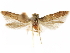  ( - CCDB-29480-A02)  @11 [ ] CreativeCommons - Attribution (2017) CBG Photography Group Centre for Biodiversity Genomics