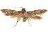  (Pigritia marjoriella - CCDB-29480-A04)  @11 [ ] CreativeCommons - Attribution (2017) CBG Photography Group Centre for Biodiversity Genomics