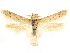  ( - CCDB-29480-A06)  @11 [ ] CreativeCommons - Attribution (2017) CBG Photography Group Centre for Biodiversity Genomics