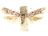  (Tecmerium anthophaga - CCDB-29480-A08)  @11 [ ] CreativeCommons - Attribution (2017) CBG Photography Group Centre for Biodiversity Genomics