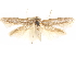  (Tecmerium - CCDB-29480-A09)  @11 [ ] CreativeCommons - Attribution (2017) CBG Photography Group Centre for Biodiversity Genomics