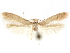  ( - CCDB-29480-A11)  @11 [ ] CreativeCommons - Attribution (2017) CBG Photography Group Centre for Biodiversity Genomics