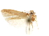  (Pigritia sp. 1 - CCDB-29480-A12)  @11 [ ] CreativeCommons - Attribution (2017) CBG Photography Group Centre for Biodiversity Genomics