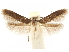  ( - CCDB-29480-B03)  @11 [ ] CreativeCommons - Attribution (2017) CBG Photography Group Centre for Biodiversity Genomics