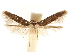  (Pigritia sp. 5 - CCDB-29480-B05)  @11 [ ] CreativeCommons - Attribution (2017) CBG Photography Group Centre for Biodiversity Genomics
