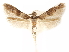  (Pigritia sp. 0 - CCDB-29480-B06)  @11 [ ] CreativeCommons - Attribution (2017) CBG Photography Group Centre for Biodiversity Genomics