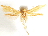  (Pigritia sp. 6 - CCDB-29480-B08)  @11 [ ] CreativeCommons - Attribution (2017) CBG Photography Group Centre for Biodiversity Genomics