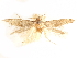  ( - CCDB-29480-B11)  @11 [ ] CreativeCommons - Attribution (2017) CBG Photography Group Centre for Biodiversity Genomics