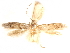  (Pigritia sp. 8 - CCDB-29480-B12)  @11 [ ] CreativeCommons - Attribution (2017) CBG Photography Group Centre for Biodiversity Genomics