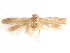  ( - CCDB-29480-C01)  @11 [ ] CreativeCommons - Attribution (2017) CBG Photography Group Centre for Biodiversity Genomics