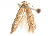  (Pigritia sp. 9 - CCDB-29480-C02)  @11 [ ] CreativeCommons - Attribution (2017) CBG Photography Group Centre for Biodiversity Genomics