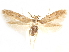  ( - CCDB-29480-C04)  @11 [ ] CreativeCommons - Attribution (2017) CBG Photography Group Centre for Biodiversity Genomics