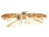  (Pigritia sp. 3 - CCDB-29480-C05)  @11 [ ] CreativeCommons - Attribution (2017) CBG Photography Group Centre for Biodiversity Genomics