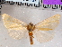  ( - CCDB-29480-F11)  @11 [ ] CreativeCommons - Attribution Non-Commercial Share-Alike (2017) E.H.Metzler Smithsonian Institution National Museum
