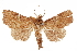  (Phalga - CCDB-29493-A09)  @11 [ ] CreativeCommons - Attribution (2018) CBG Photography Group Centre for Biodiversity Genomics