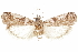  ( - CCDB-29493-E02)  @11 [ ] CreativeCommons - Attribution (2018) CBG Photography Group Centre for Biodiversity Genomics