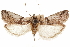  ( - CCDB-29493-E03)  @11 [ ] CreativeCommons - Attribution (2018) CBG Photography Group Centre for Biodiversity Genomics