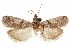  ( - CCDB-29493-E04)  @11 [ ] CreativeCommons - Attribution (2018) CBG Photography Group Centre for Biodiversity Genomics