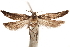  (Dichomeris aenigmatica - CCDB-29493-E07)  @11 [ ] CreativeCommons - Attribution (2018) CBG Photography Group Centre for Biodiversity Genomics