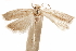  (Anapatris - CCDB-29493-G05)  @11 [ ] CreativeCommons - Attribution (2018) CBG Photography Group Centre for Biodiversity Genomics